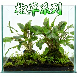 椒草阴性水草虎纹阿芬喷泉咖啡绿温蒂迷你椒泰国青椒迷你小型水草