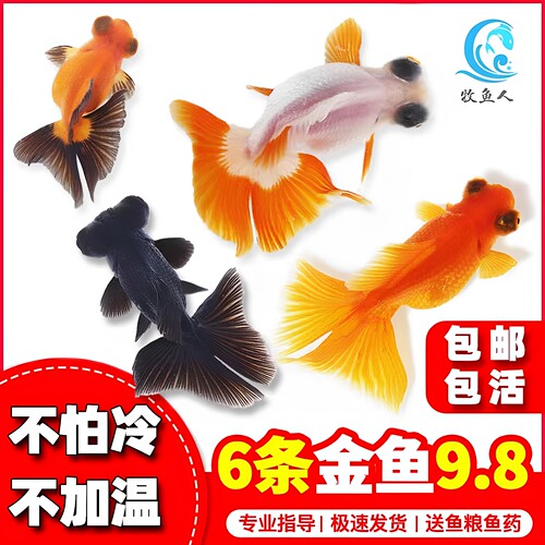 包活金鱼活鱼观赏鱼小型淡水好养冷水鱼鱼苗新手小金鱼兰寿锦鲤 - 封面