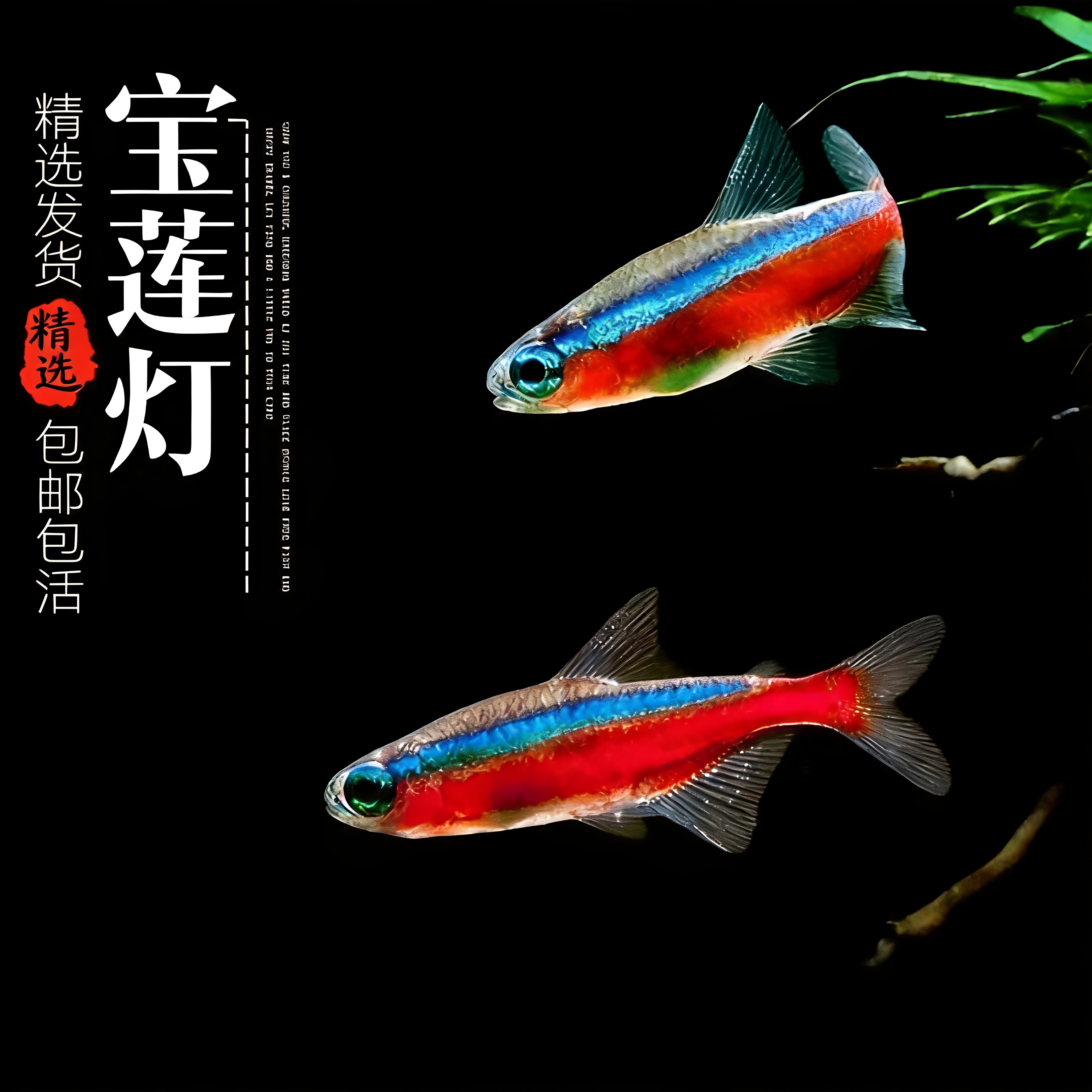 宝莲灯红绿灯巴西观赏鱼活体图片