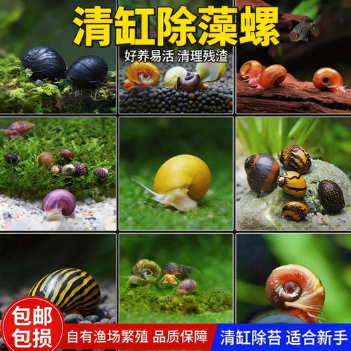 活体淡水苹果螺除藻清缸