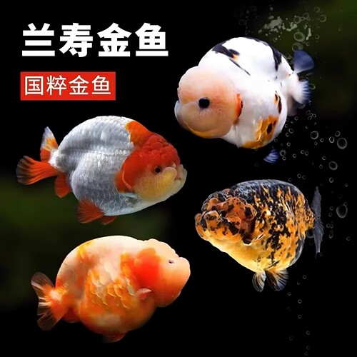 兰寿金鱼冷水活体免温观赏鱼