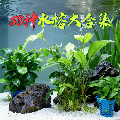 鱼缸造景阴性真水草无土增氧