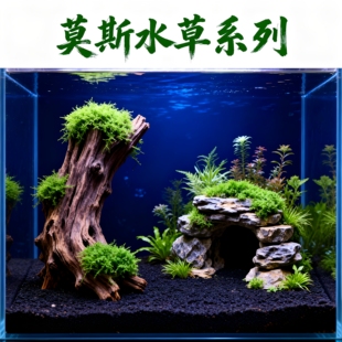 鱼缸莫斯水草植物活体慕斯片散装莫丝树球沉木大三角垂泪前景造景