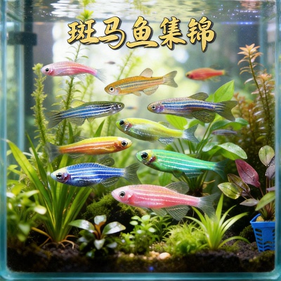 热带观赏鱼红蓝斑马鱼活体