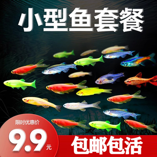 热带观赏活鱼好养红绿灯斑马淡水金鱼苗神仙孔雀小型宝莲灯科小鱼