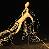 保鲜山参 包邮 鲜人参 支 林岛山参 拍5 仅售11元 8克