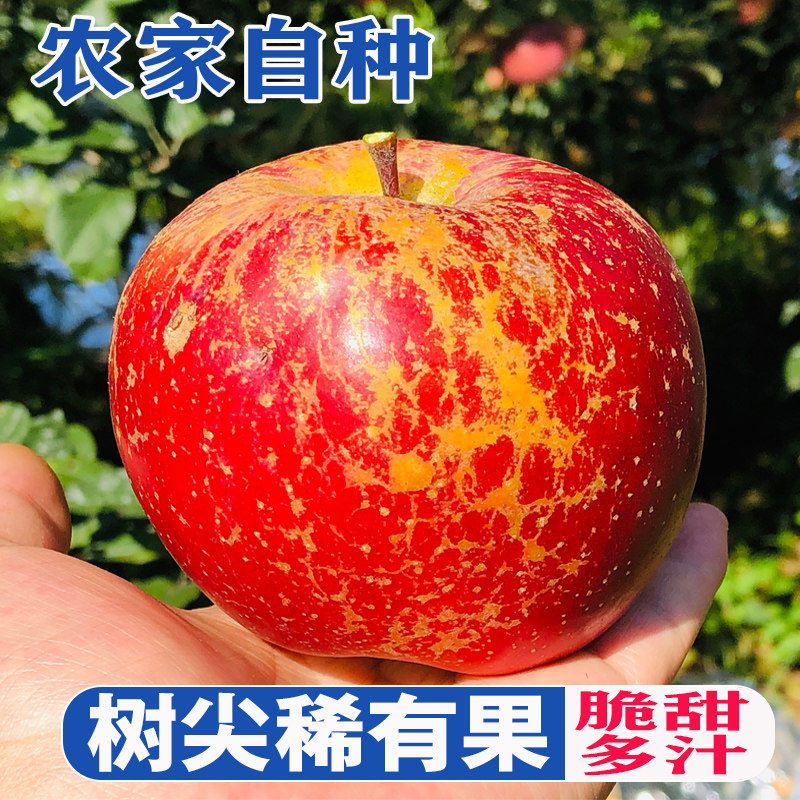 树尖特大果丑苹果冰糖心特大果