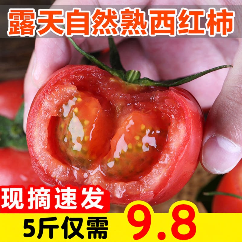 攀枝花普罗旺斯西红柿新鲜蔬菜带番茄