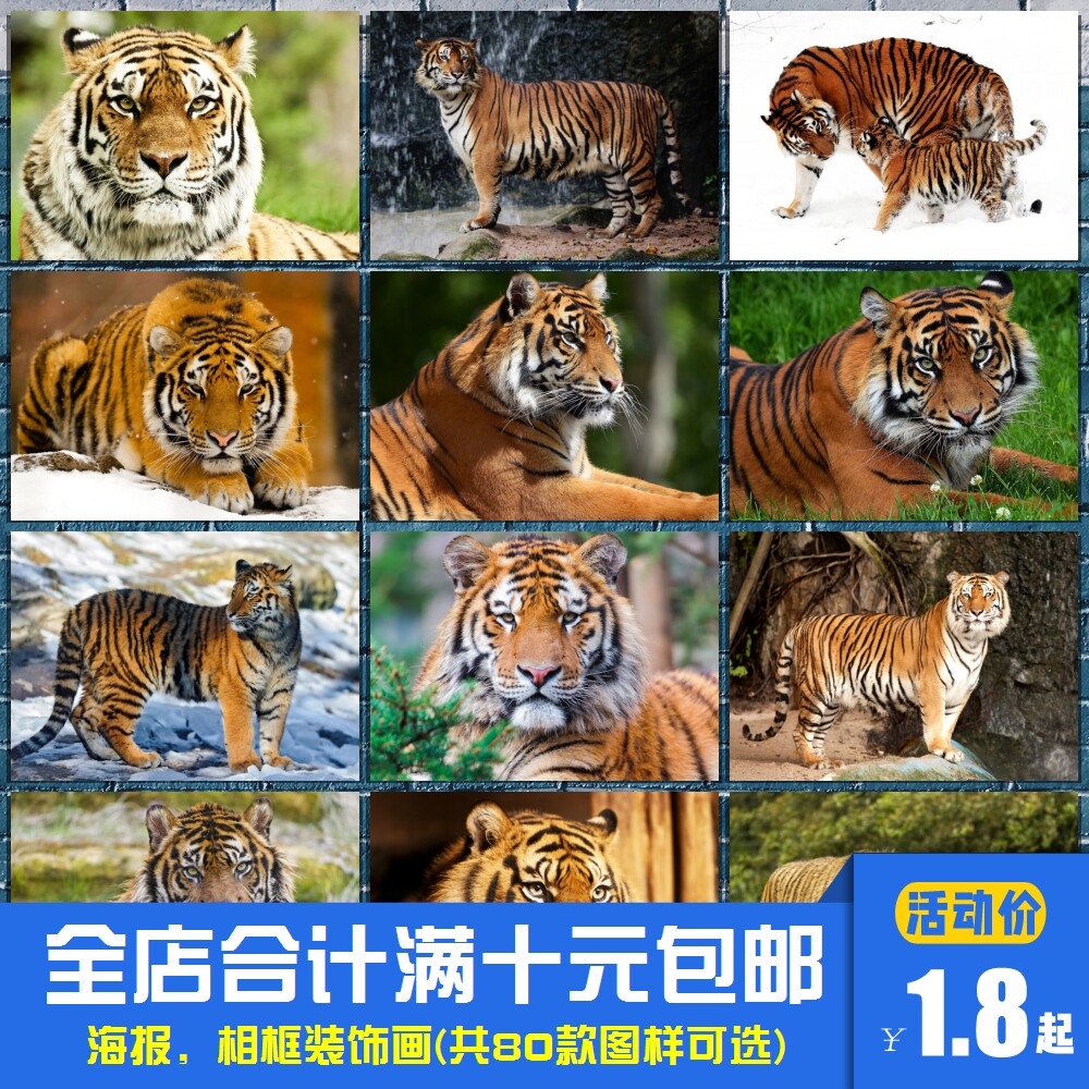 老虎东北虎猛虎 招财转运海报装饰画办公室客厅玄关相框墙画挂画