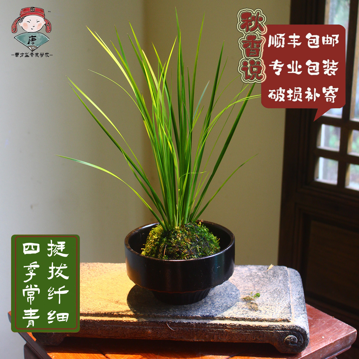 胧月菖蒲苔玉球 苔藓球水培 盆栽盆景办公室桌面茶几金钱黄金姬