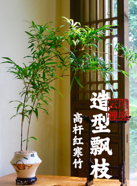 大飘枝红寒竹紫寒竹造型盆栽盆景老桩水培室内客厅绿植禅意好养活