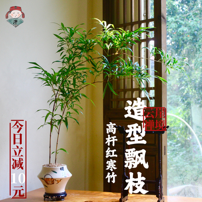 大飘枝红寒竹紫寒竹造型盆栽盆景老桩水培室内客厅绿植禅意好养活