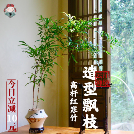 大飘枝红寒竹紫寒竹造型盆栽盆景老桩水培室内客厅绿植禅意好养活
