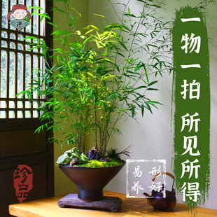 正宗台湾内门竹老桩高山原生竹一物一拍室内庭院盆景绿植好养易活
