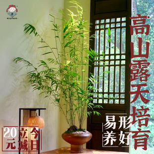 正宗台湾内门竹老桩高山易养盆栽竹子庭院观叶绿植室内盆景好养