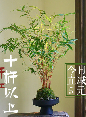 红竹红观音竹苔玉球苔藓球水培带根室内植物盆栽桌面盆景客厅绿植