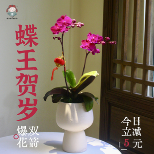 蝴蝶兰带花盆栽轻奢高级感特大号花苗带花苞兰花卉室内植物年宵花