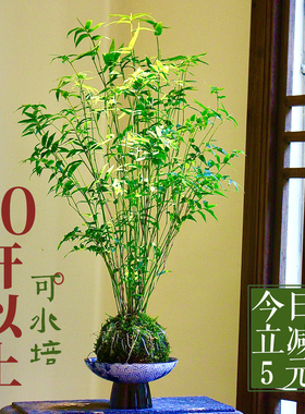 米竹水培苔藓球植物室内盆栽微观盆景凤尾竹观音竹观赏竹子小米竹