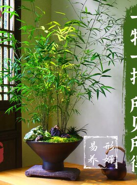 正宗台湾内门竹老桩高山易养盆栽竹子庭院观叶绿植室内盆景好养