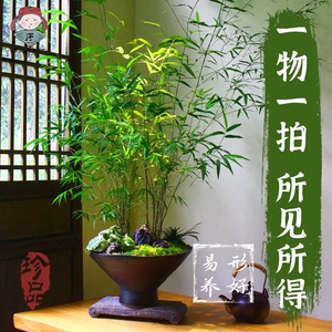 正宗台湾内门竹老桩高山易养盆栽竹子庭院观叶绿植室内盆景好养