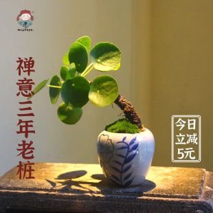 水培镜面草苔藓球清新盆栽室内禅意桌面绿植耐阴绿植花卉ins风