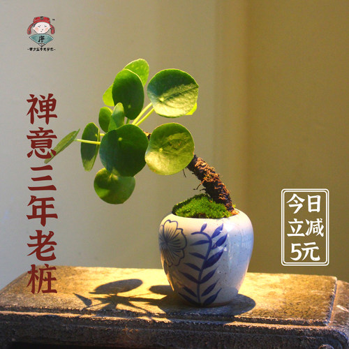水培镜面草苔藓球清新盆栽室内禅意桌面绿植耐阴绿植花卉ins风