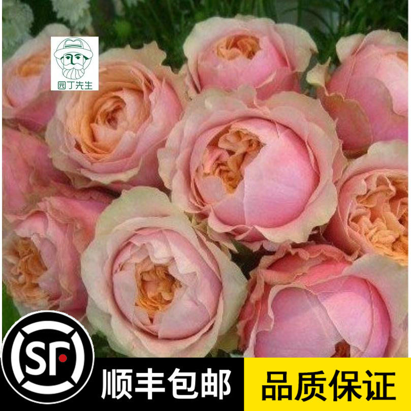 灌木月季花苗 教父 抹茶香切花大包玫瑰浓香大花阳台庭院盆栽花卉