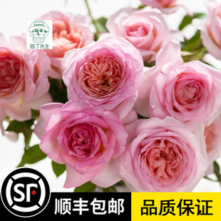 粉黛月季花苗灌木勤花耐热耐晒丰花开盆栽阳台开花玫瑰庭院花卉