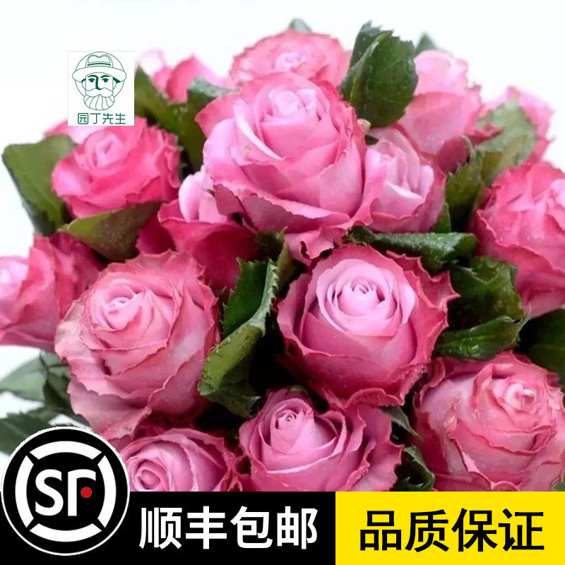 魅影灌木月季切花玫瑰花苗大花四季开花庭院阳台盆栽植物花卉