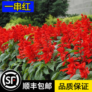 一串红种子花种子矮串串红庭院室外四季种易播爆仗红花子开花不断
