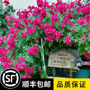 栽种小花多头阳台庭院花卉别墅爬墙 红色蔷薇花苗群开爬藤植物四季