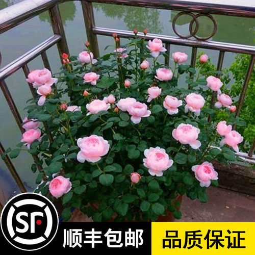 玫瑰花苗大花带花苞花卉观花绿植物盆栽月季蔷薇室内庭院阳台勤花