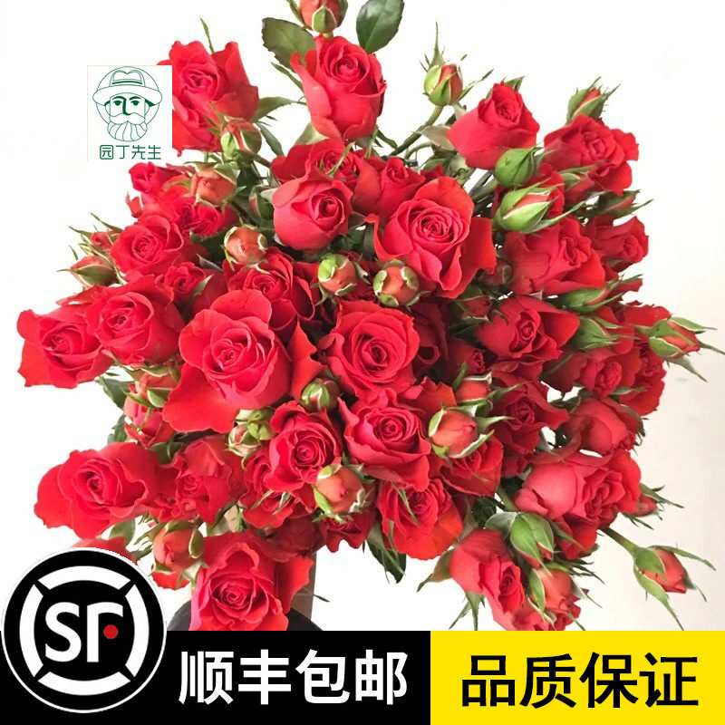 新品泡泡系列月季 霓虹泡泡 红泡泡多头玫瑰阳台月季丰花多花对版