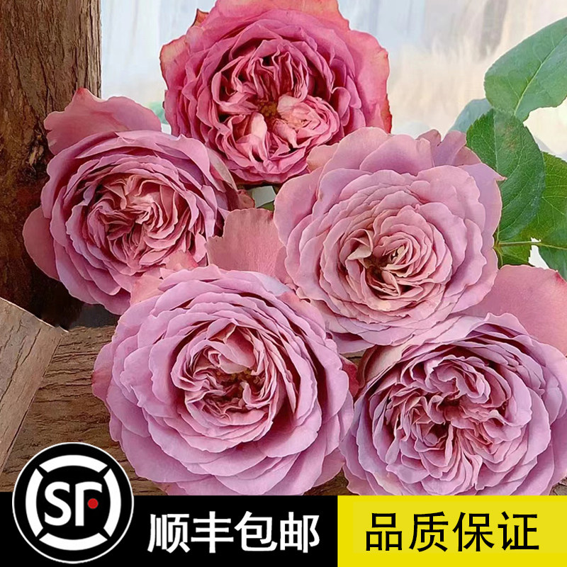 日月法尔索Spin/Solfa勤花茶香月季苗灌木切花月季多花玫瑰花苗