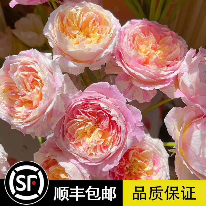 莫奈月季花苗玫瑰花苗条纹复色灌木月季带花苞阳台庭院盆地栽花卉