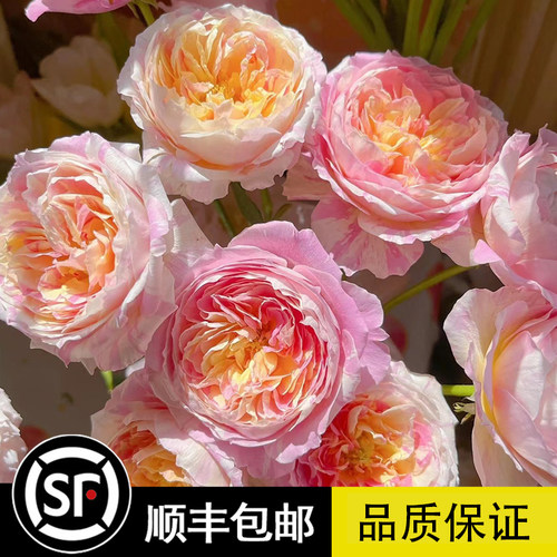 盆栽莫奈条纹复色灌木月季玫瑰