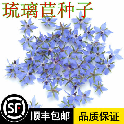 琉璃苣种子星星花种子草本芳香蜜源香草植物种子春播易活花卉种子