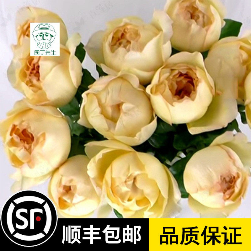 伊芙黄金伯爵金伯爵新品月季浓香大花灌木多季浓香黄色盆栽庭院