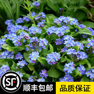 蓝色勿忘我种子多季花种子种易活花籽耐寒勿忘草种子庭院室外花种