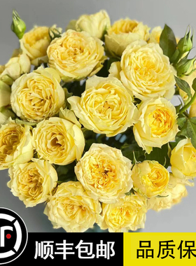 诗人的妻子月季花苗黄色浓香灌木阳台开花玫瑰丰花勤花抗病常耐热