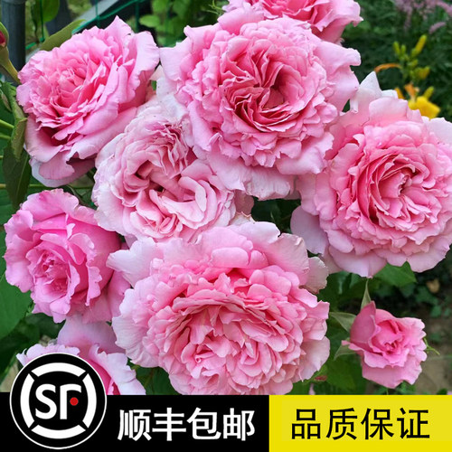 欢迎德尔伯特藤本月季大花粉色爬藤蔷薇阳台庭院花园攀援花卉植物