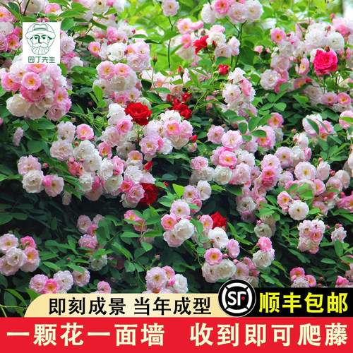 蔷薇花苗粉团七姐妹十姊妹红白粉
