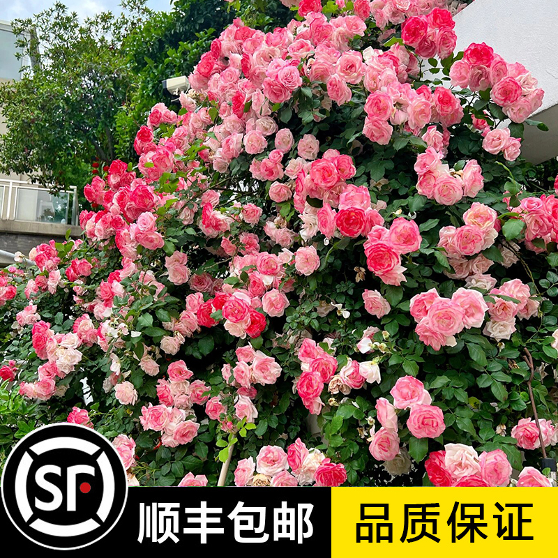 樱霞藤本月季花大苗四季阳台庭院爬藤爬墙花卉植物耐病耐热蔷薇苗