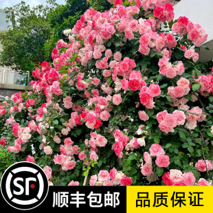 阳台庭院爬藤爬墙花卉植物耐病耐热蔷薇苗 樱霞藤本月季 花大苗四季