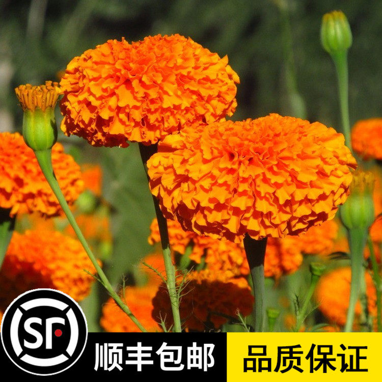 萬壽菊種子菊花種子四季易活混色臭芙蓉花種籽子驅蚊盆栽花海種籽在類目 鮮花速遞/花卉仿真/綠植園藝, 花卉/蔬果/草坪種子（新）, 家庭園藝種子中 - 來自Buy2taobao.com提供專業的淘寶代購服務