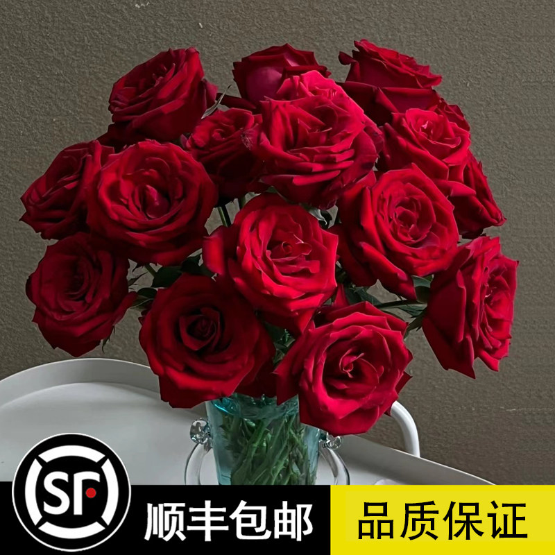 红玫瑰花苗大红色玫瑰花系列卡罗拉切花月季阳台勤花抗病盆栽地栽