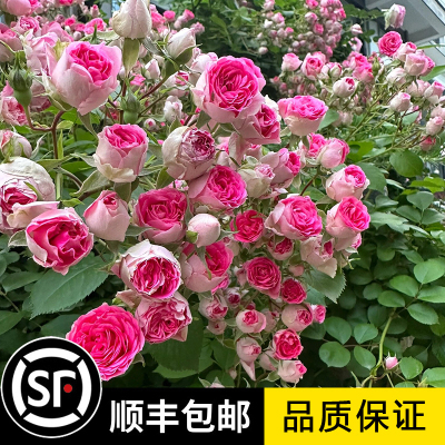 胭脂扣月季爬藤本月季花大苗阳台庭院多头勤花型盆栽植物玫瑰花卉