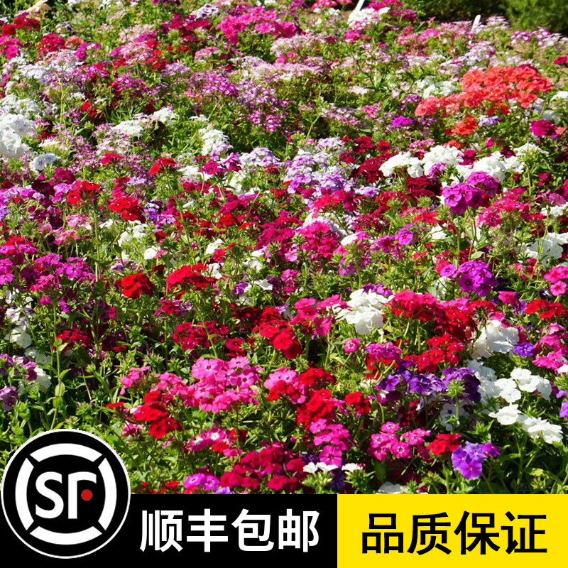 福禄考种子多年生宿根花种子四季种易活庭院室外景观花种籽子包邮|msdalam kategori penghantaran bunga/bunga simulasi/tumbuhan berkebun, bunga/Buah-buahan dan sayur-sayuran/benih rumput (baru), benih rumah berkebun - dari Buy2taobao.com untuk memberikan perkhidmatan ejen Taobao profesional membeli
