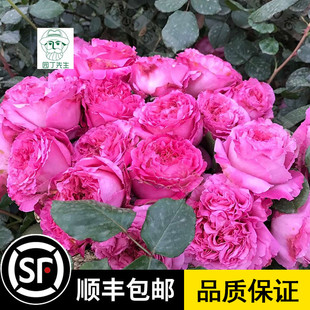 仙王座灌木浓香大花勤花盆栽大苗地载阳台庭院开花玫瑰月季盆栽苗