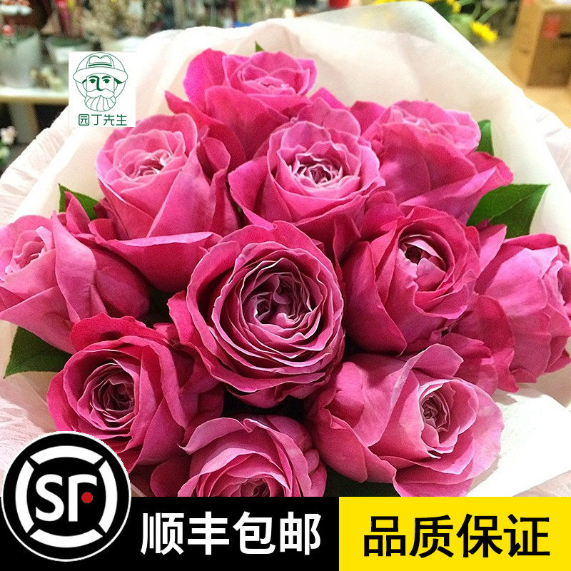 欧月四爱月季因为爱四爱all 4 love 荷兰四爱 盆栽地栽庭院种植